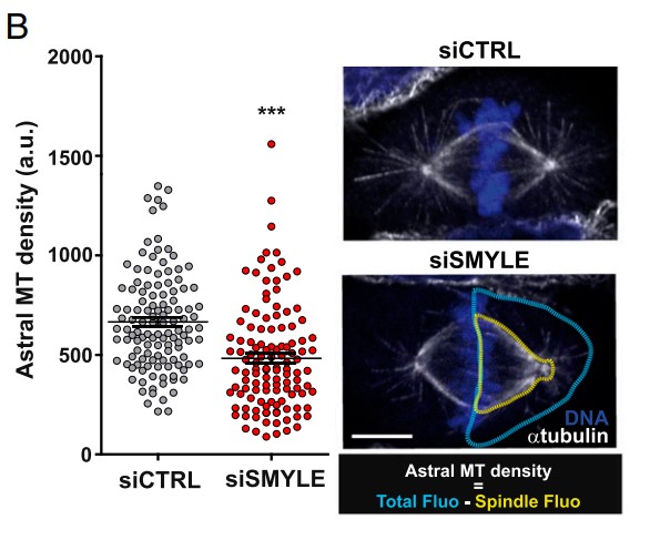 Effect of SMYLE on HeLa cell astral MT density.jpg